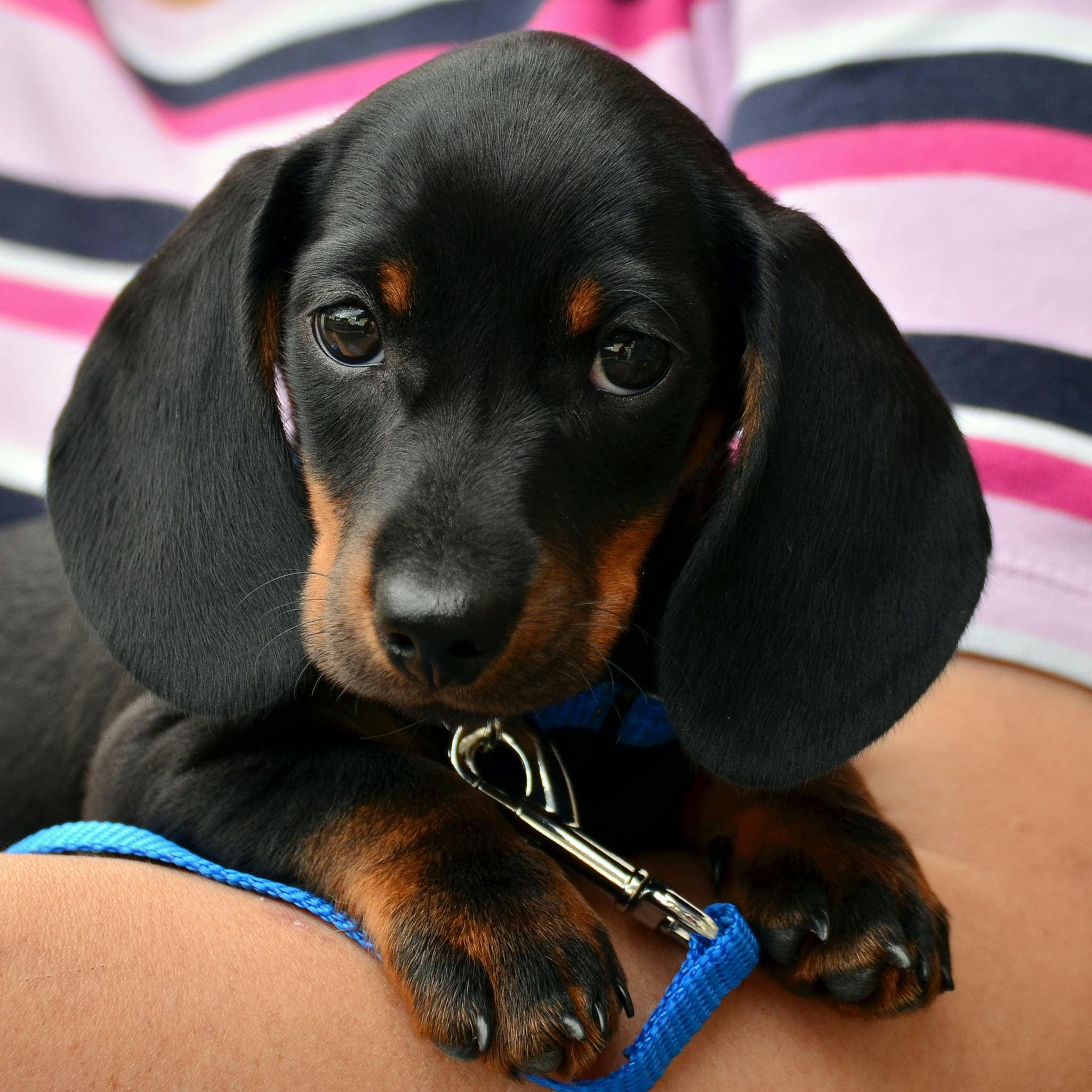 Un chien sur un sofa dans un appartement du Carré British