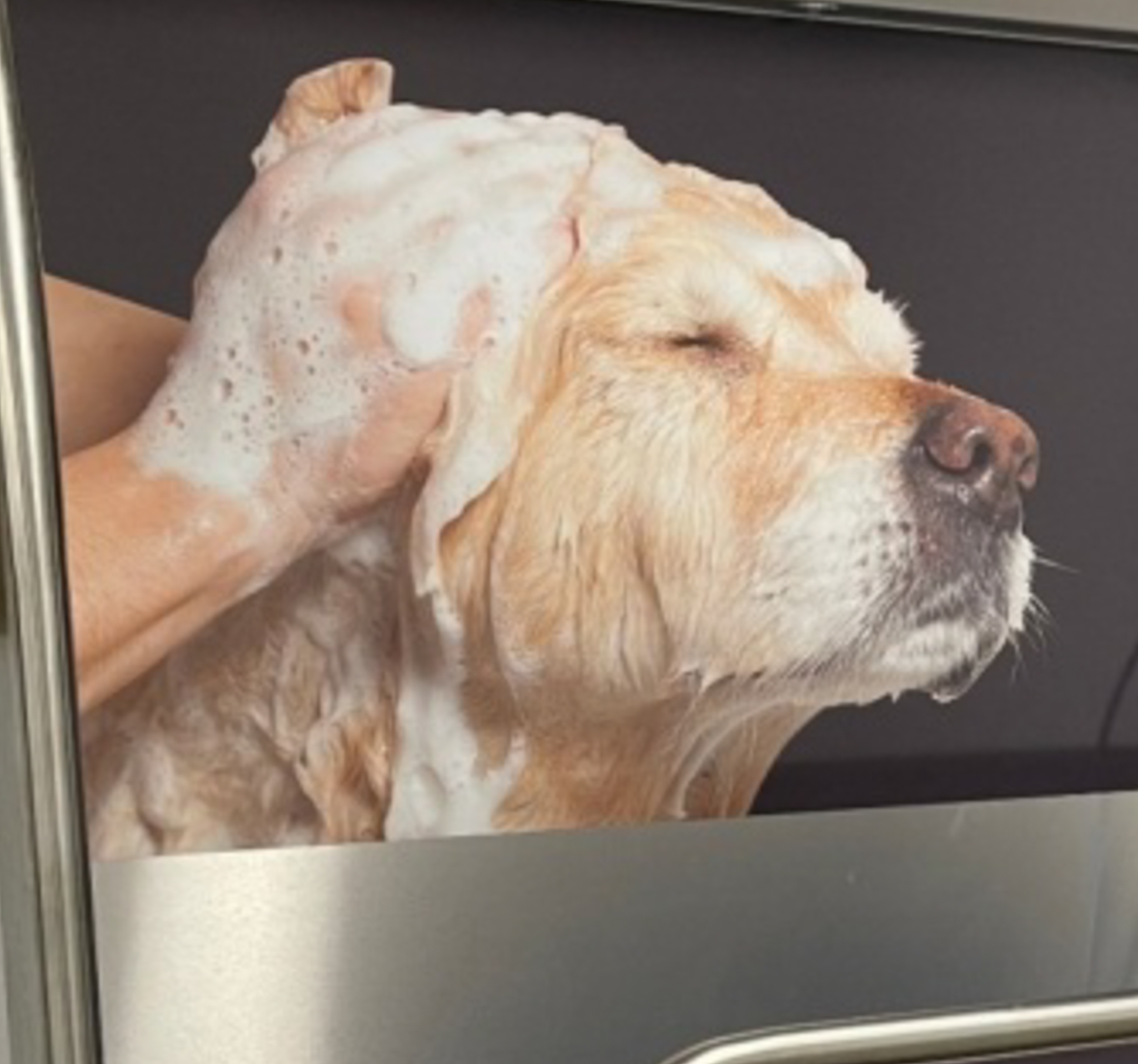 dog wash
